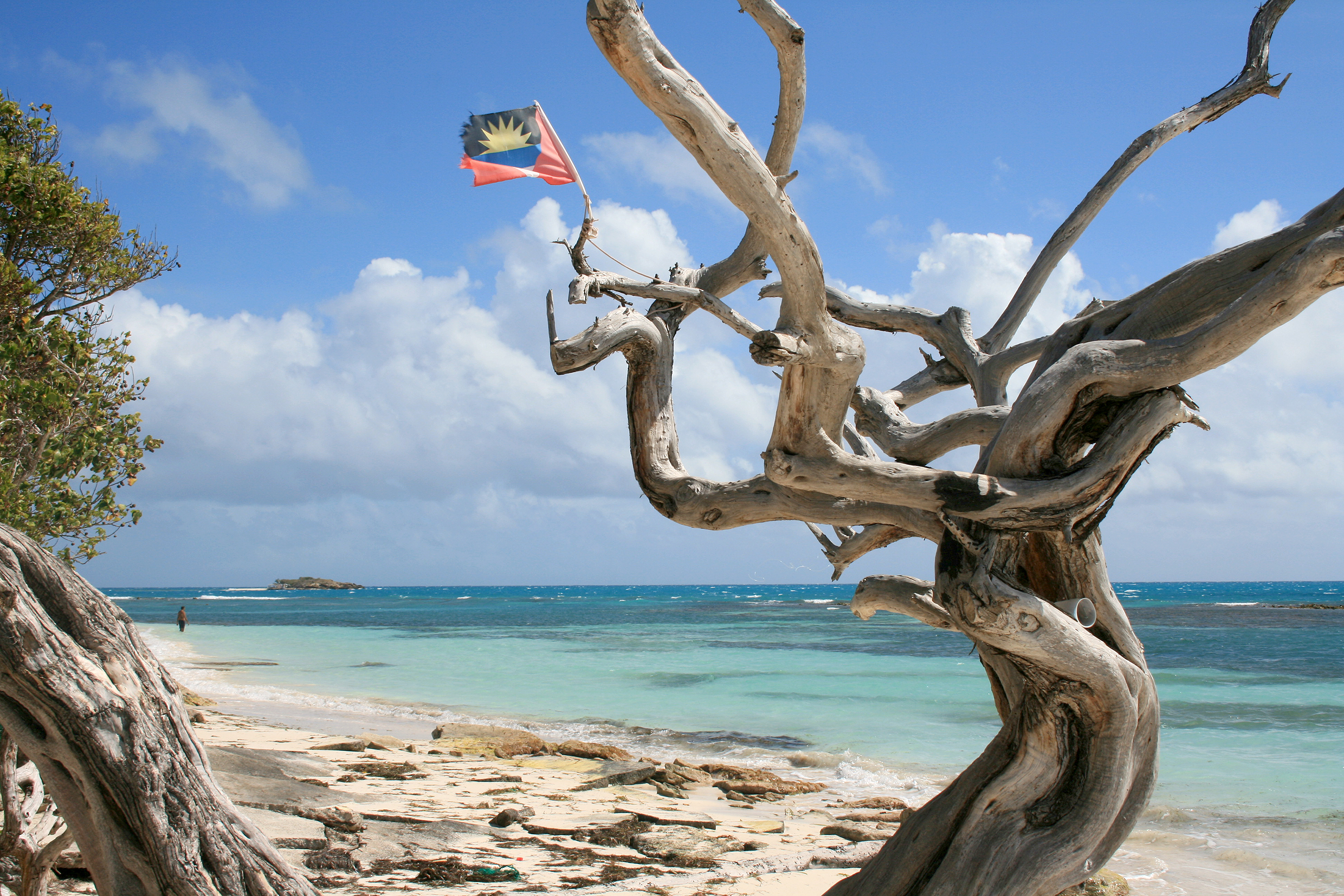 Rustic tree stump on white sand beach at Jabberwock Beach