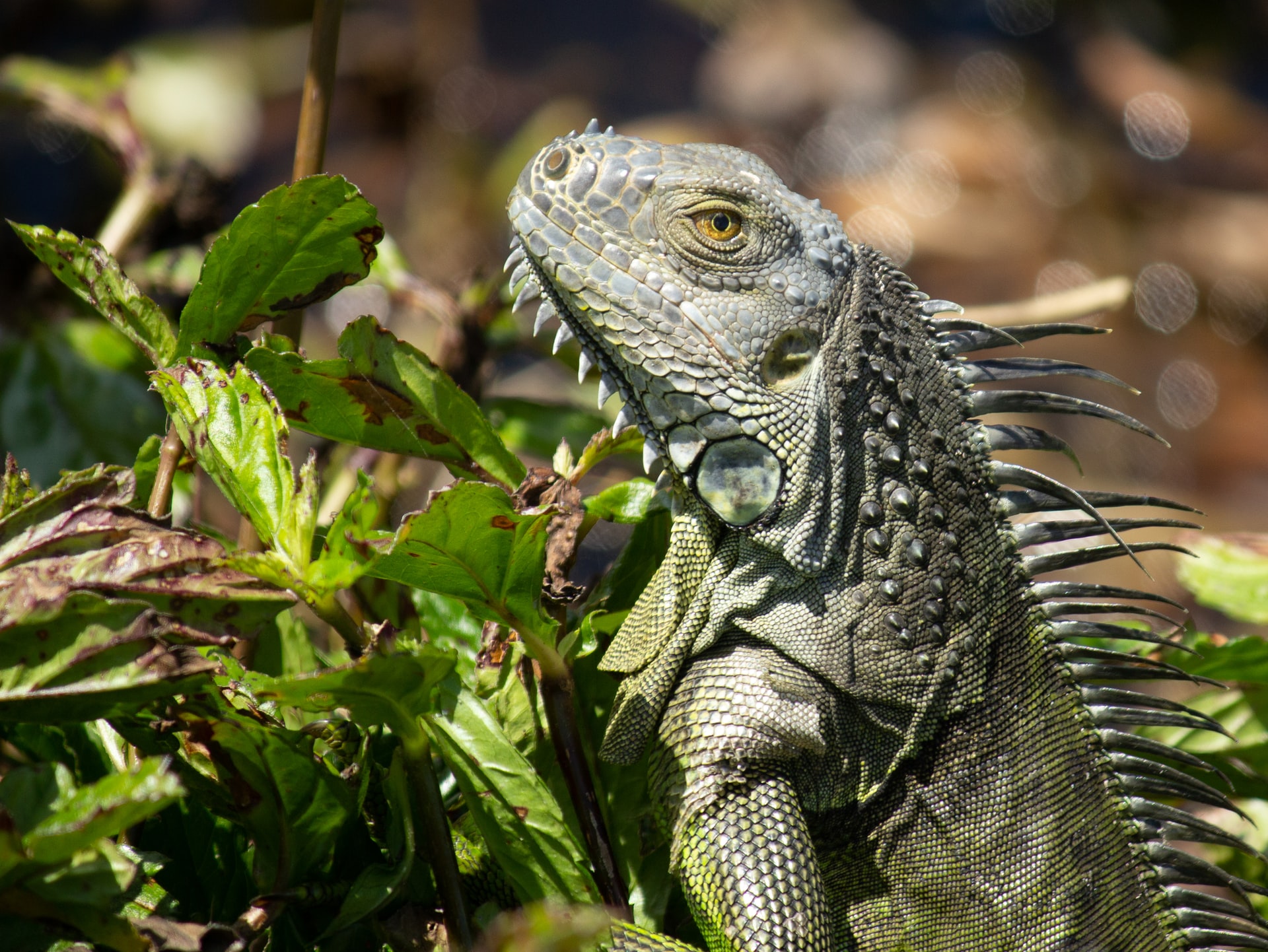 Large green lizard climbing through a bush