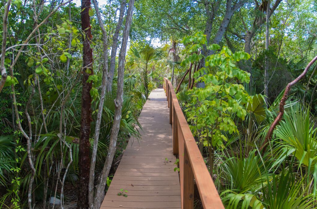 Boardwalk in the middle of a leafy green rainforest - Cayman Islands 