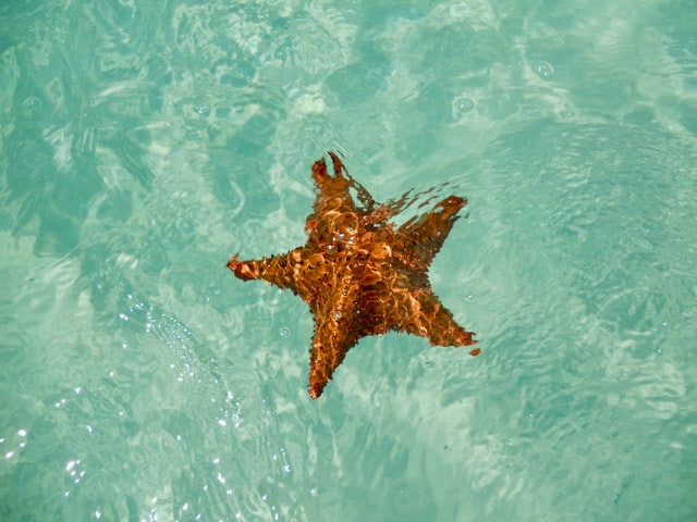 Orange starfish in shallow clear sea