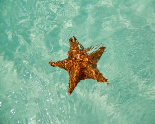 Orange starfish in shallow clear sea