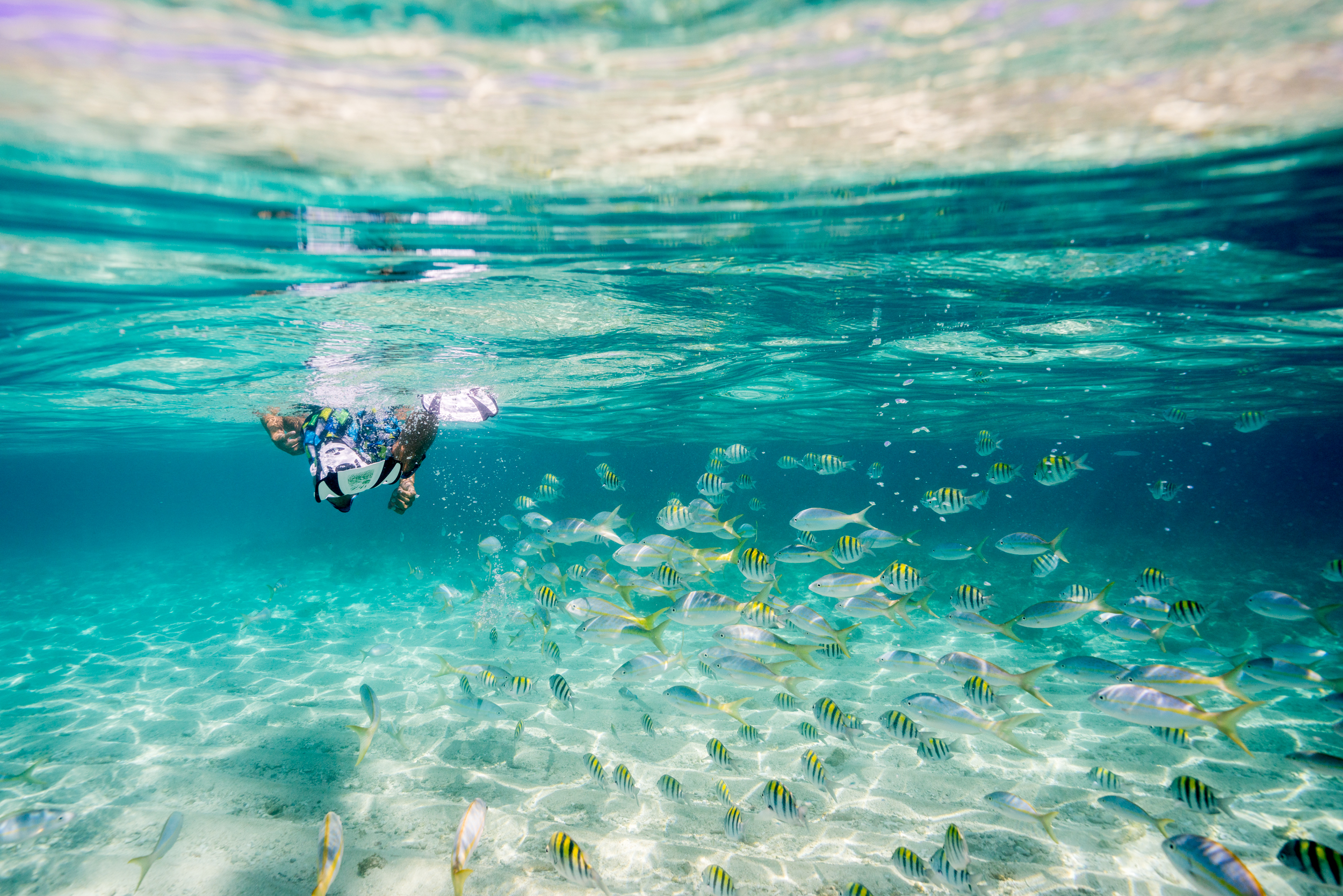 Man snorkeling in clear tropical sea with a school of yellow fish 