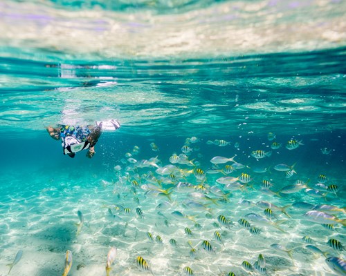 Man snorkeling in clear tropical sea with a school of yellow fish
