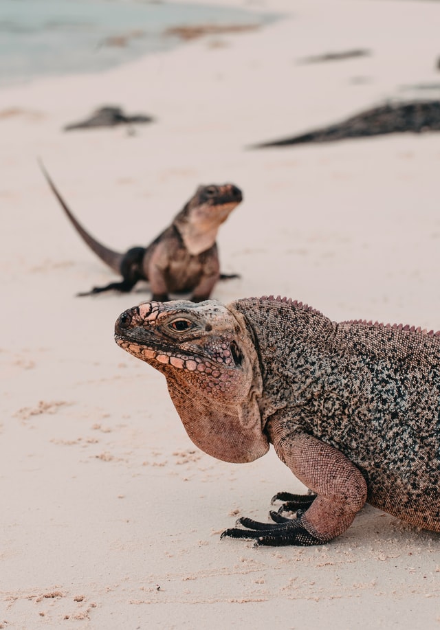 Close up of two iguanas on a beach in Exuma