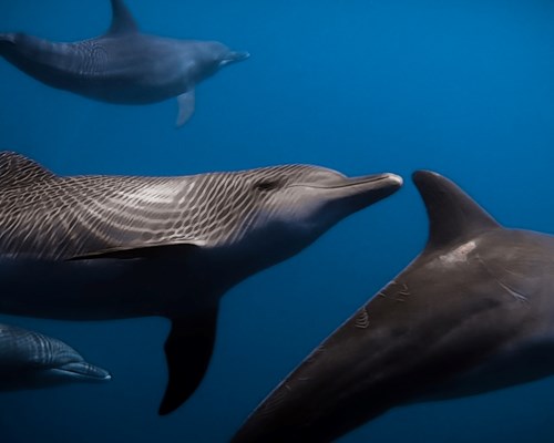Several dolphins swimming in the sea