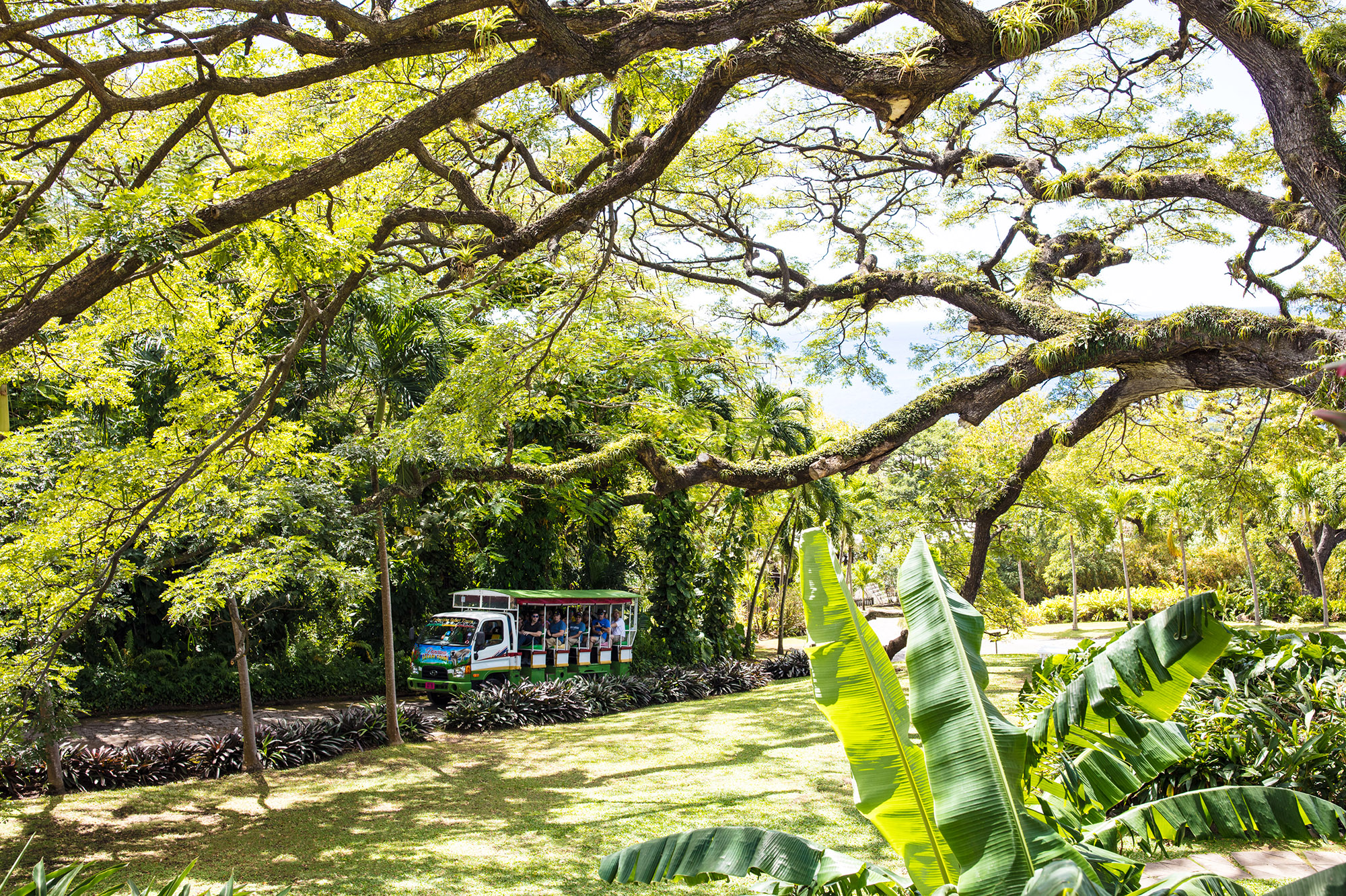A truck driving through lush tropical gardens on a sunny day