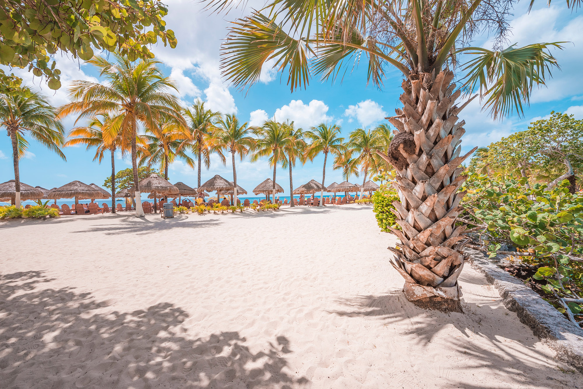 Palm trees lined up on a white sand beach with people sitting beneath straw parasols