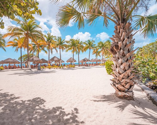 Palm trees lined up on a white sand beach with people sitting beneath straw parasols