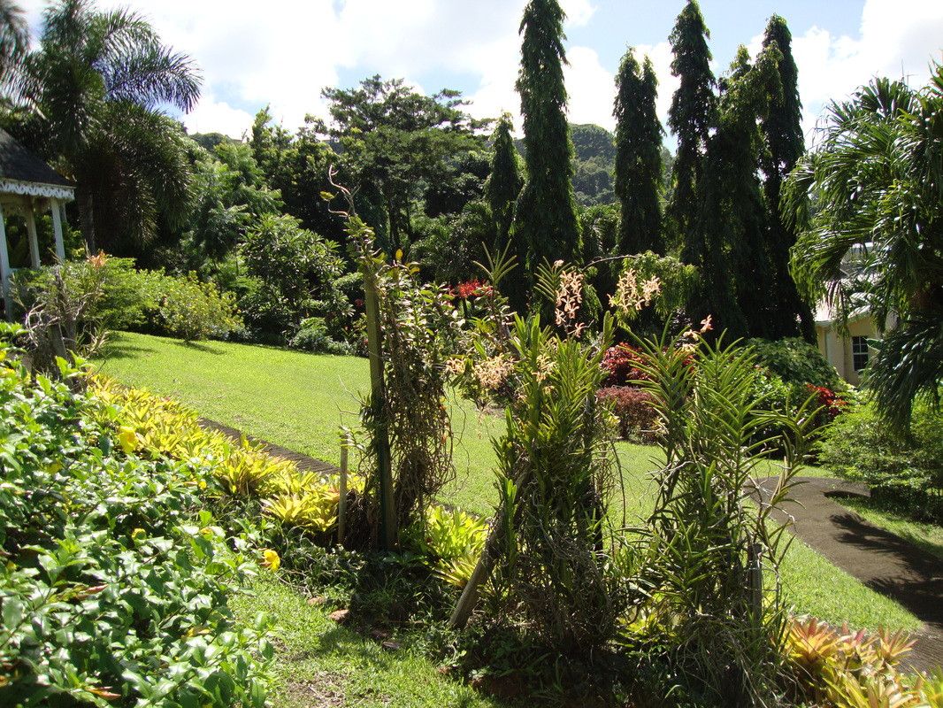 A garden of tropical plants and tree on a sloping lawn 
