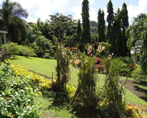 A garden of tropical plants and tree on a sloping lawn