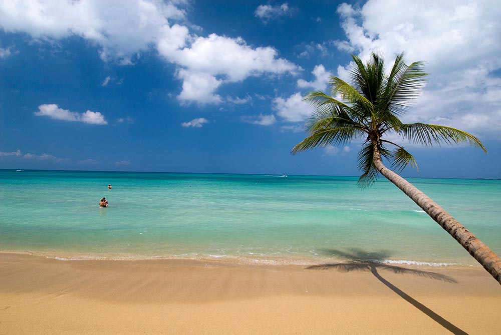 Large palm tree growing out from a golden sand beach across to the sea