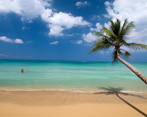 Large palm tree growing out from a golden sand beach across to the sea