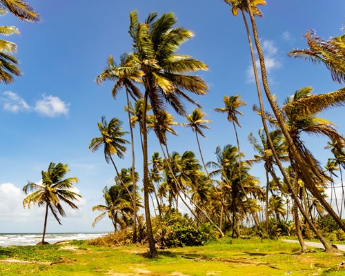 Tall palm trees swaying in the wind on a tropical sunny beach