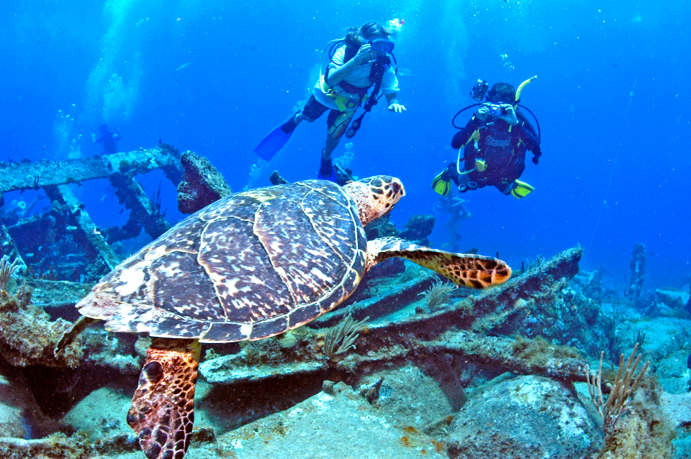 2 scuba-divers swimming by a shipwreck and coral reef with turtles