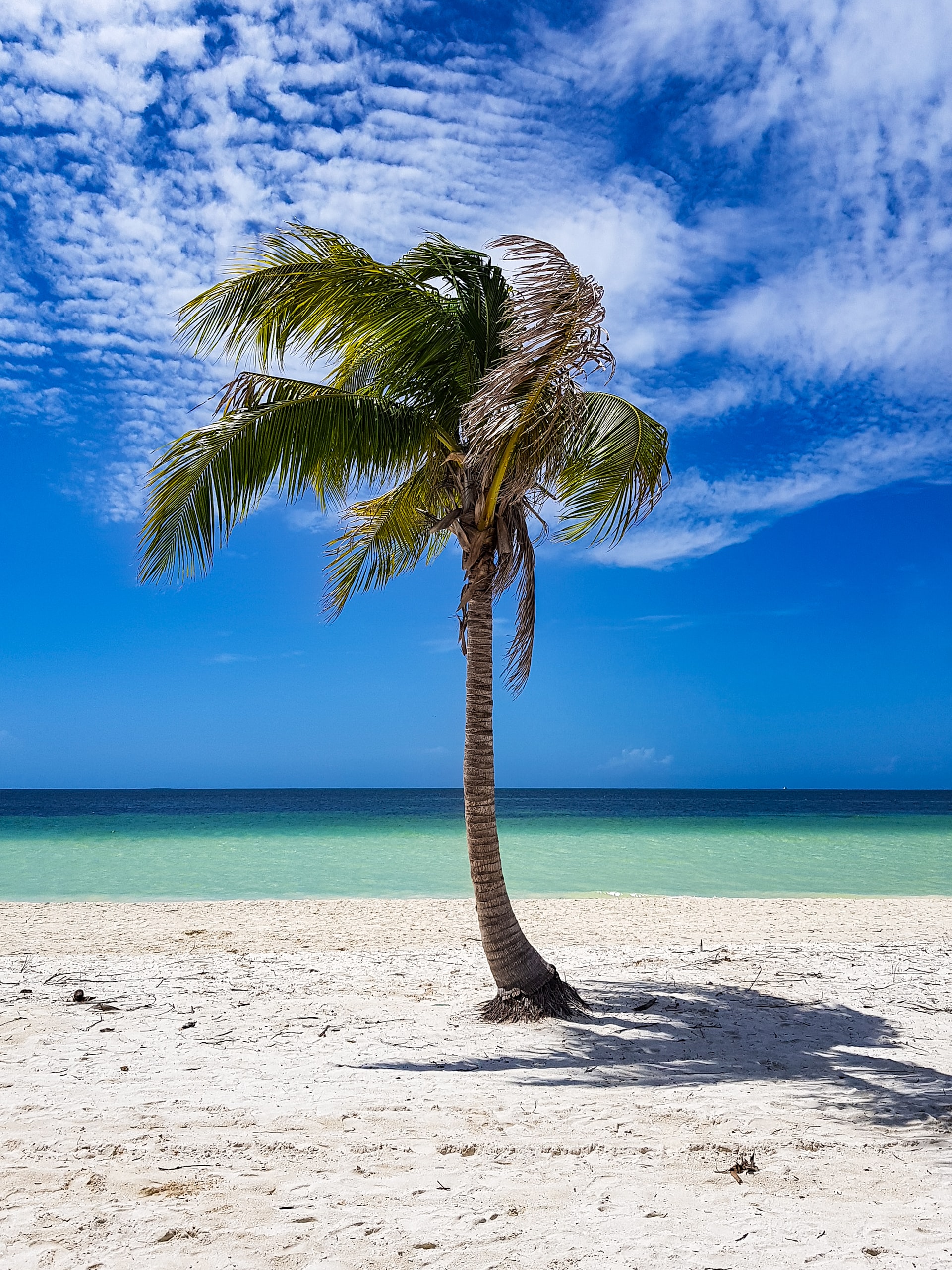 Single palm tree swaying in the wind on a white sand beach