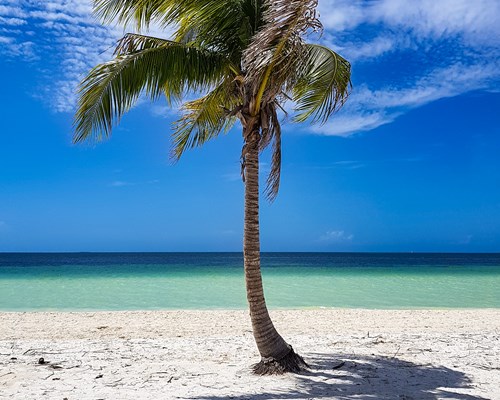 Single palm tree swaying in the wind on a white sand beach