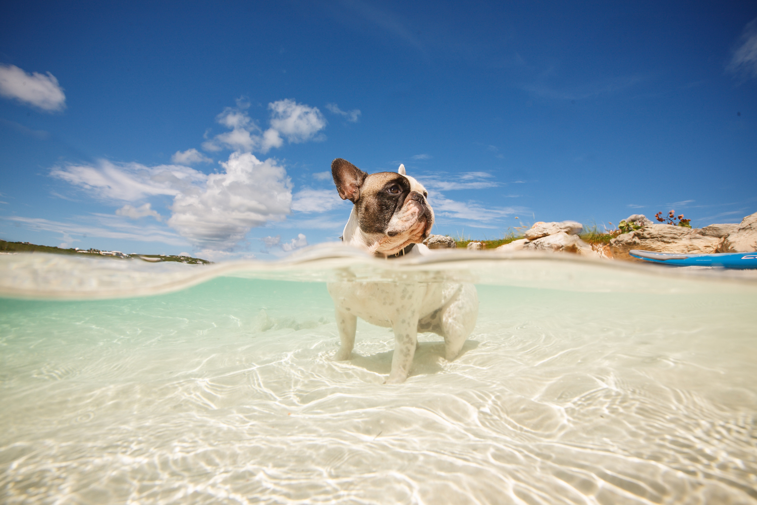 Small dog standing in a clear tropical sea