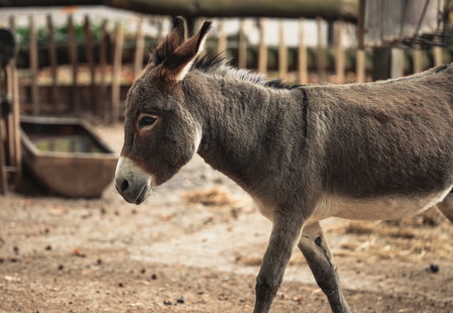 Close up of donkey walking around a pen