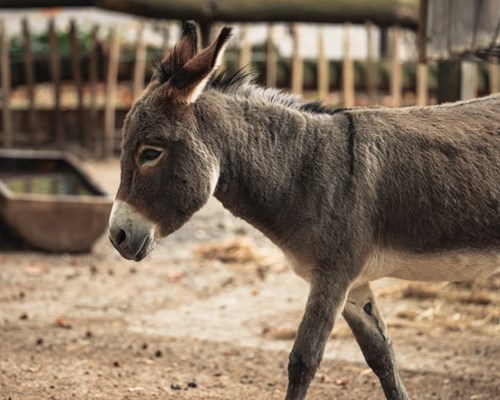 Close up of donkey walking around a pen