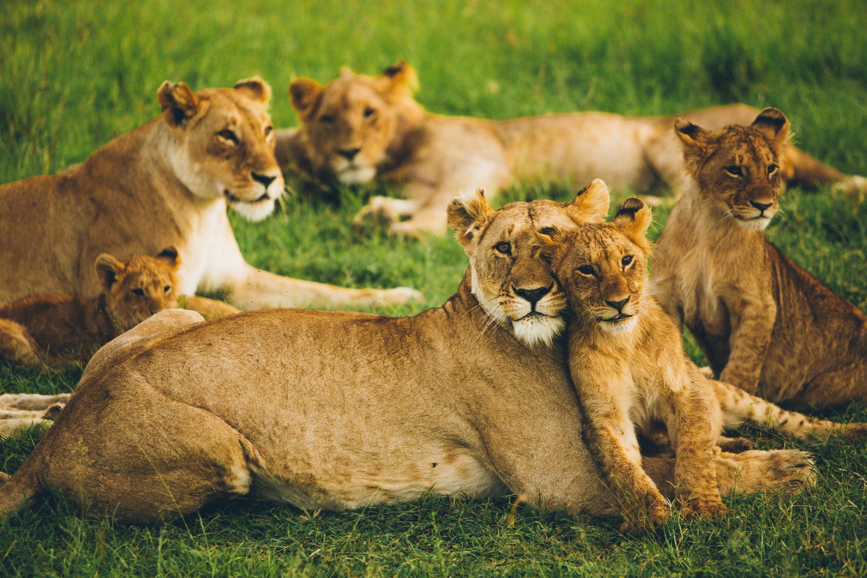 Lionesses and cubs sitting on a patch of grass