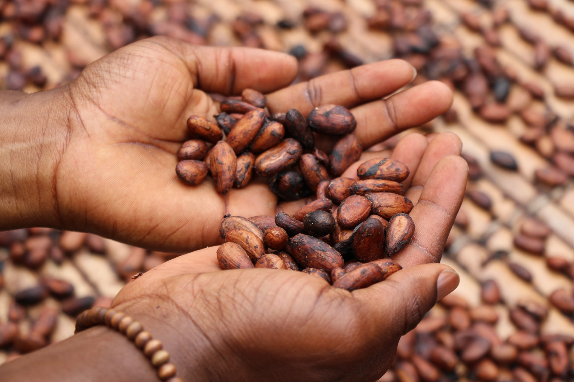 Person holding brown and black cocoa beans