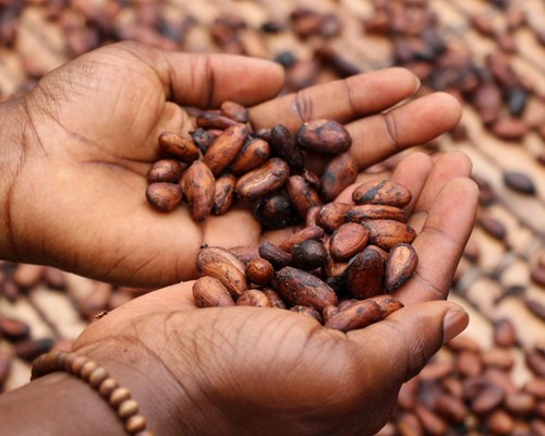 Person holding brown and black cocoa beans