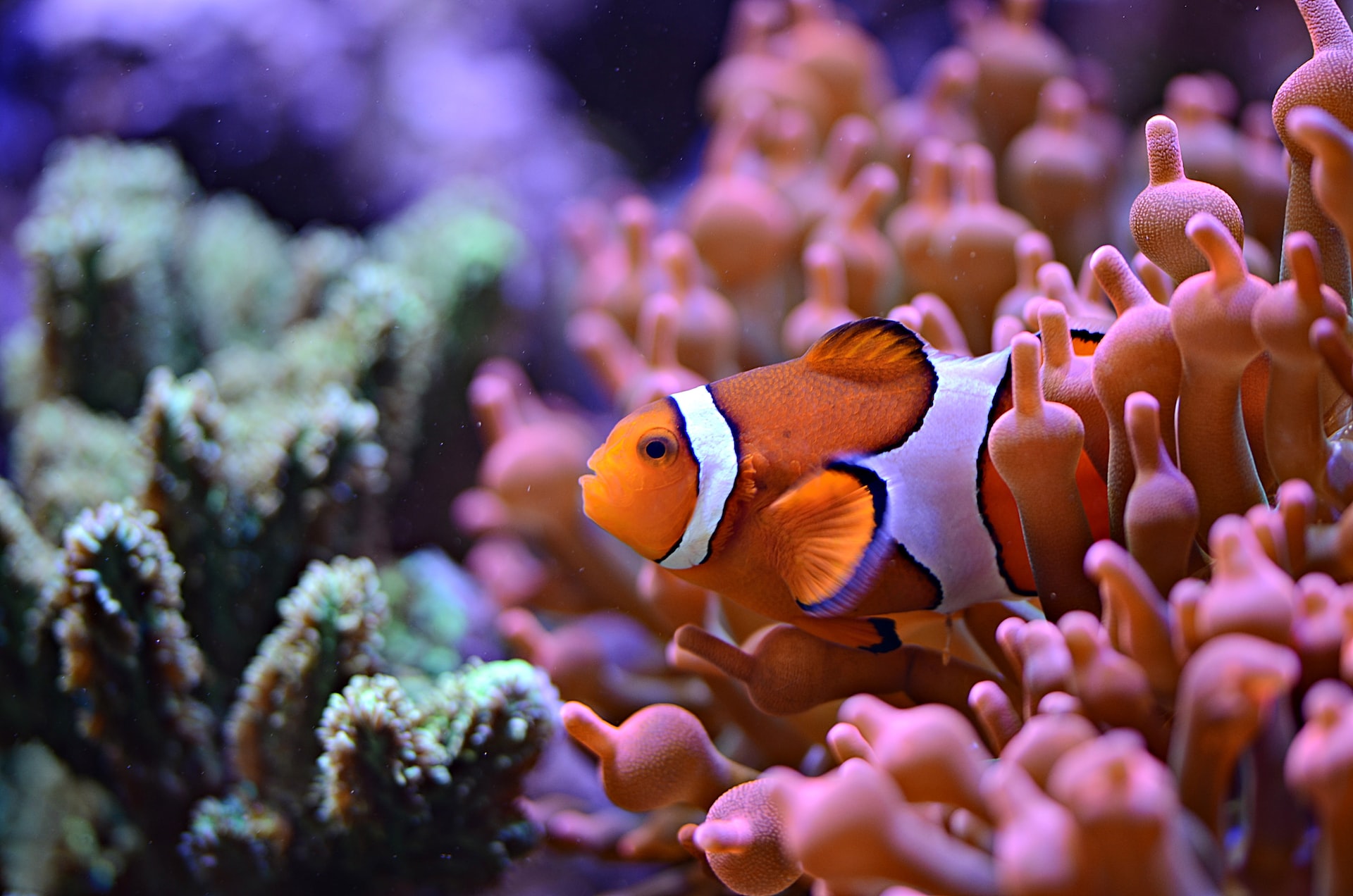Colourful corals and clown fish