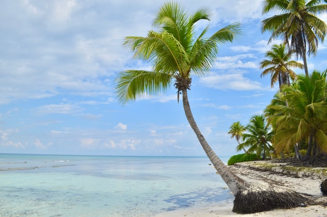  Large palm tree on edge of tropical beach