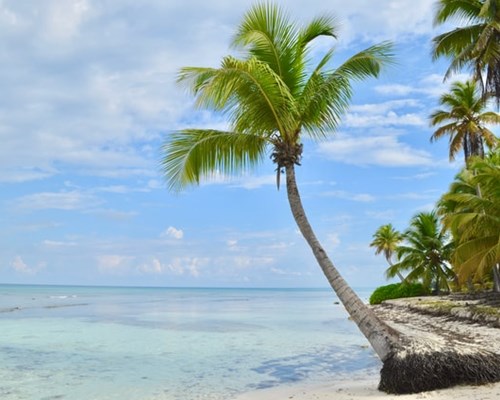 Large palm tree on edge of tropical beach