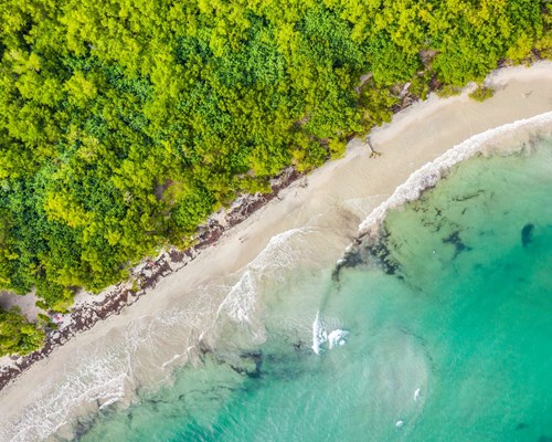 Aerial view of an empty, wild white sand beach backed by thick forest