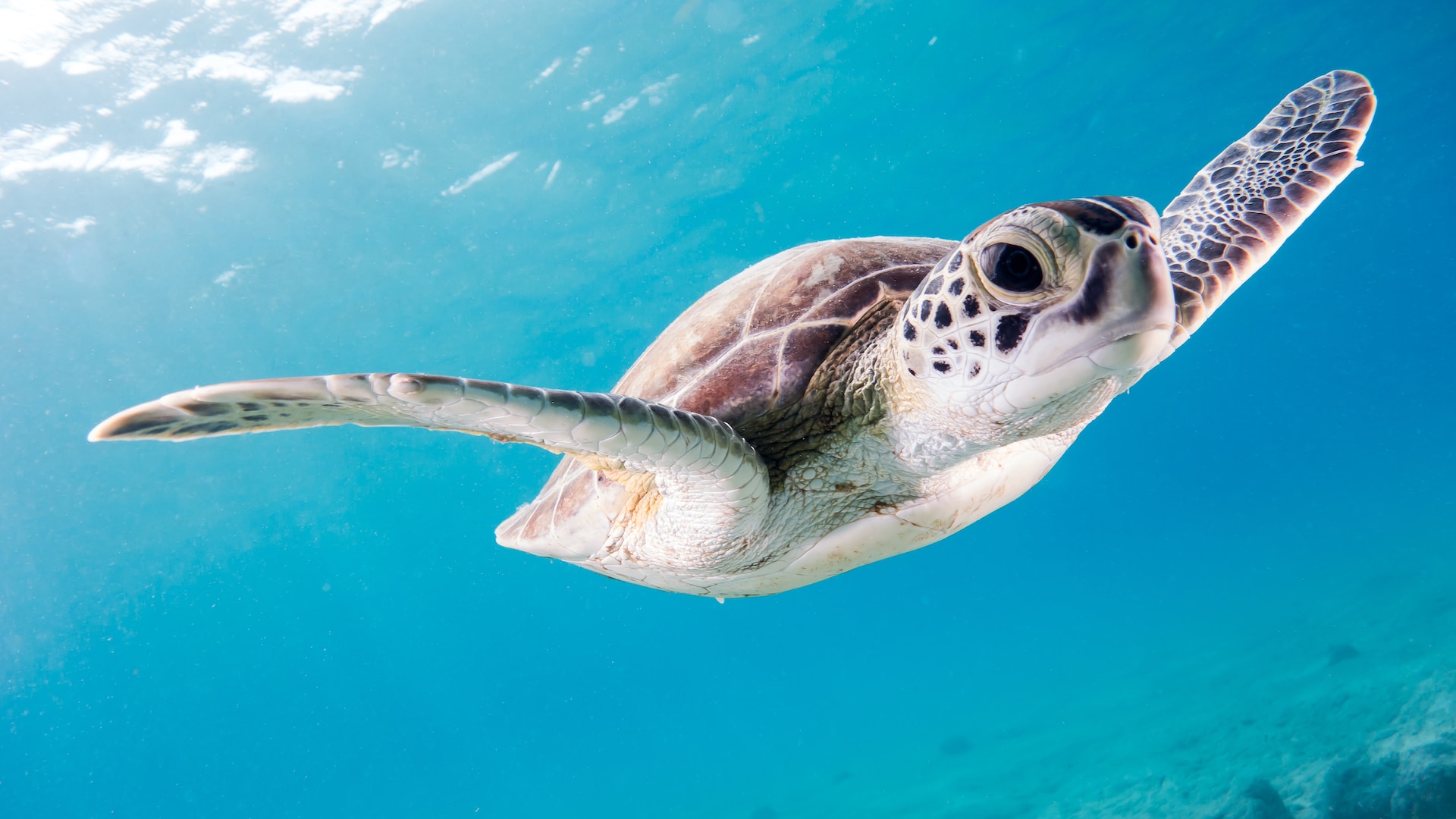 A turtle swimming in the ocean