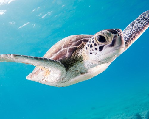 A turtle swimming in the ocean
