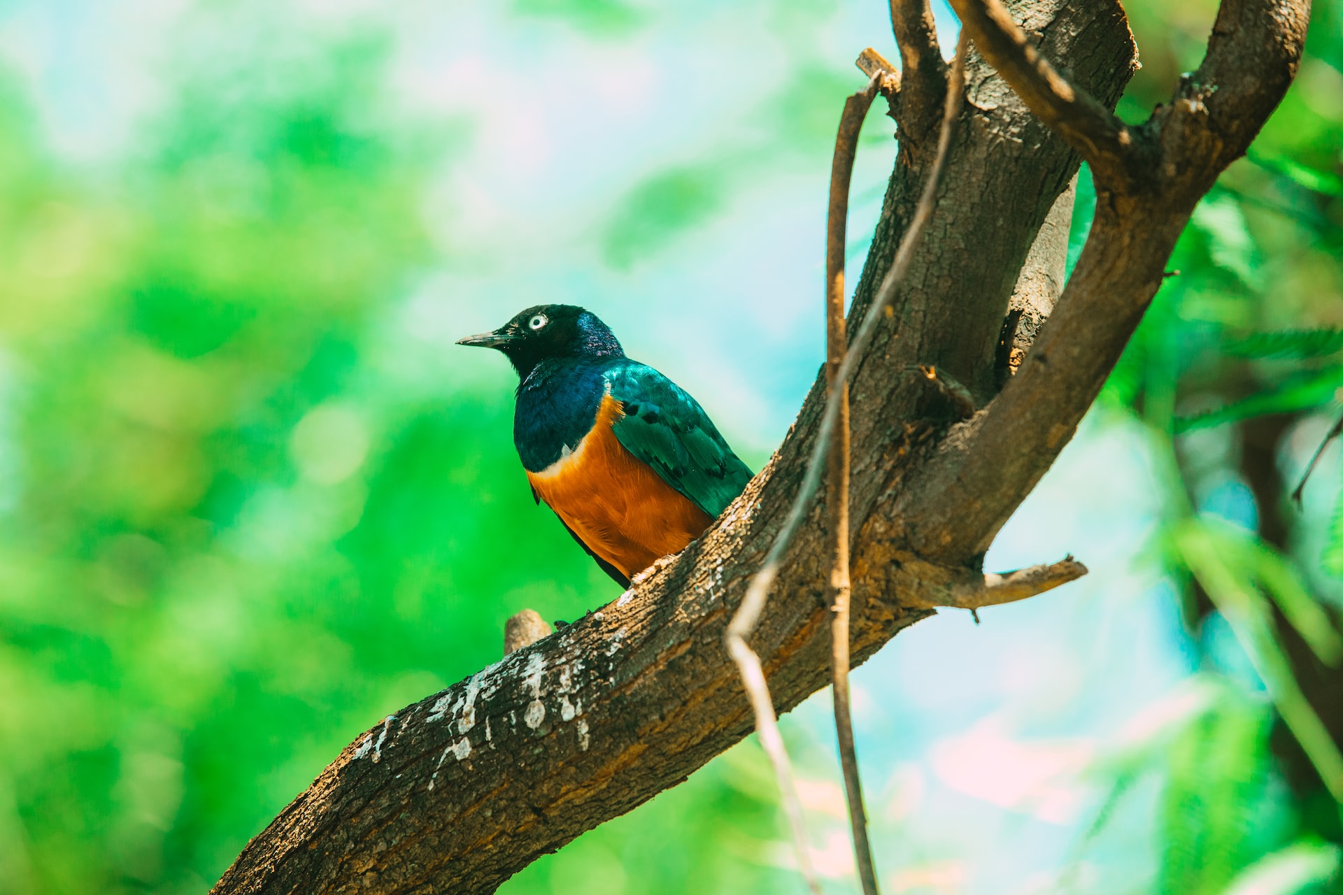 Blue and orange bird sitting on a tree branch
