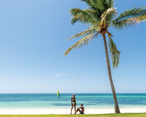 Couple on a tropical beach next to tall palm tree
