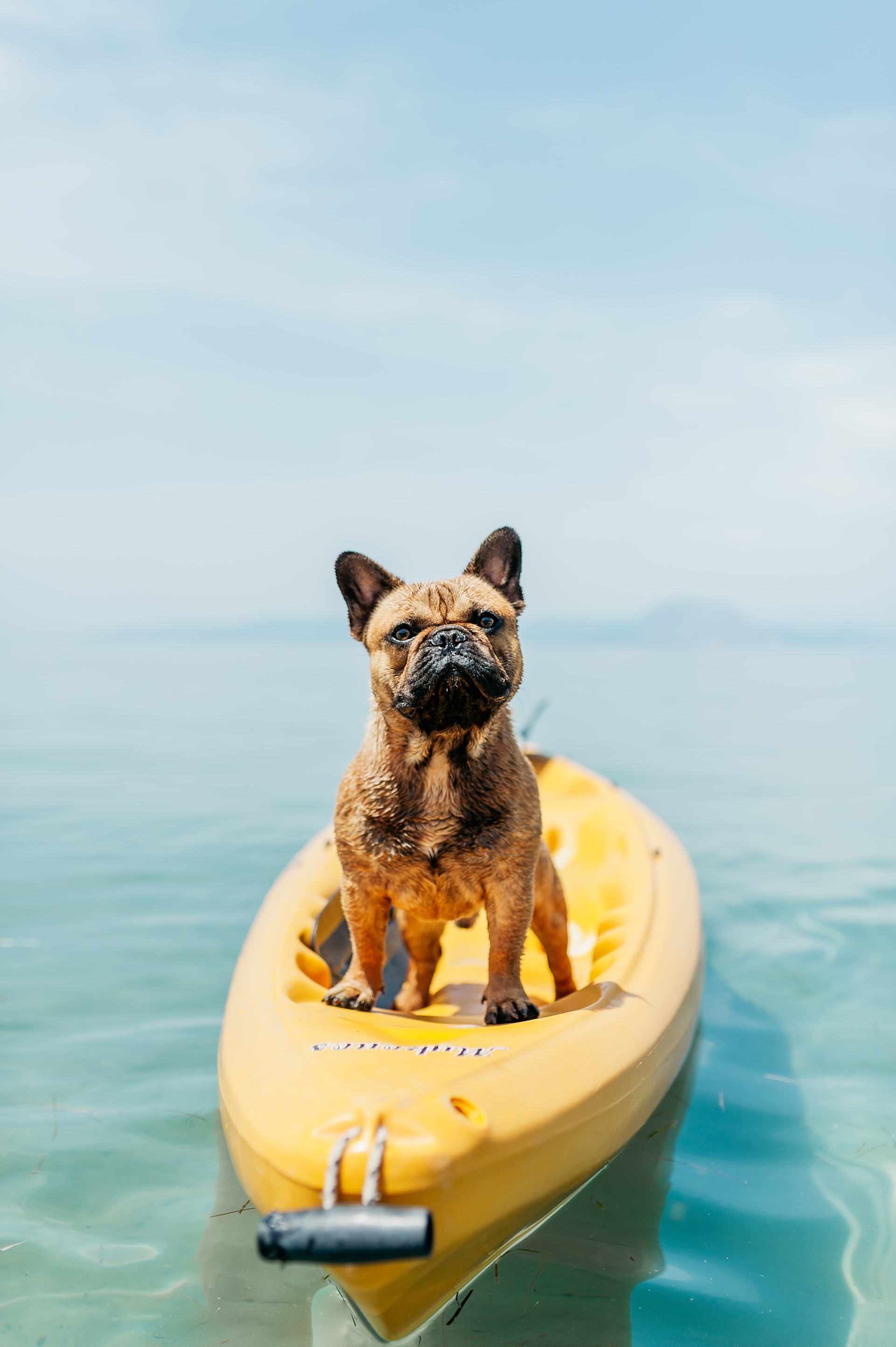 A dog sitting on a yellow kayak in the sea