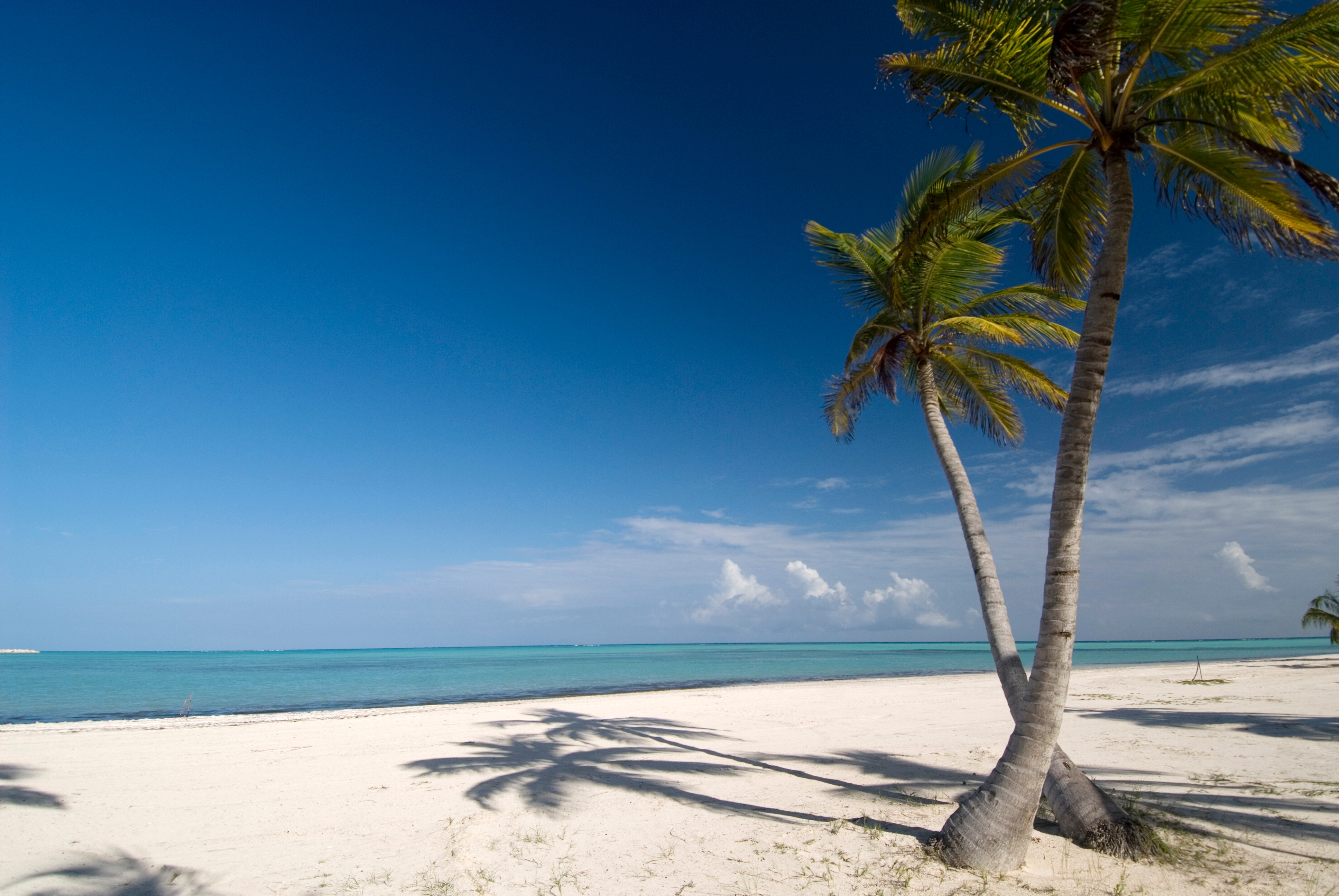 2 large palm trees at Playa De Arena Gorda