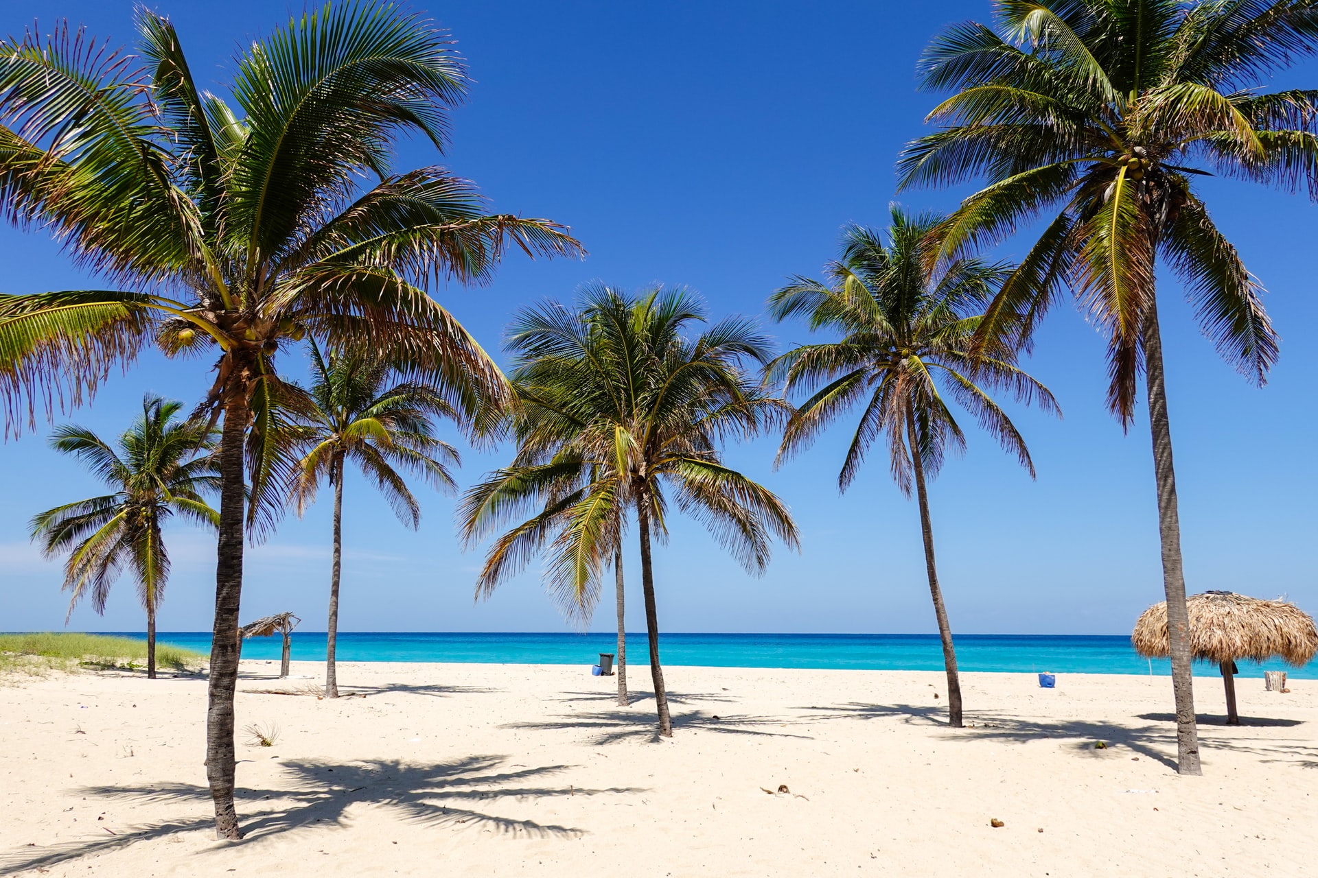 Palm trees dotted around on a white sand tropical beach