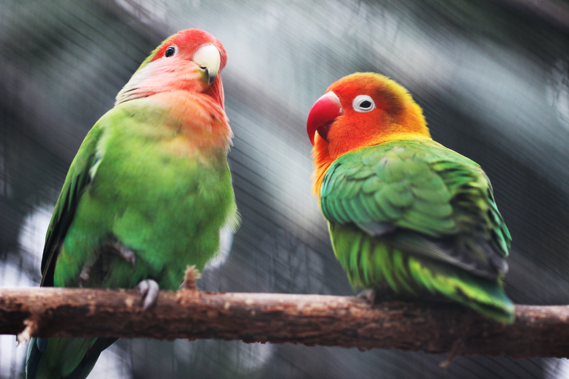 Two small colourful parrots sitting in branch
