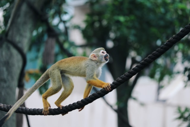 white monkey climbing on a rope in the jungle