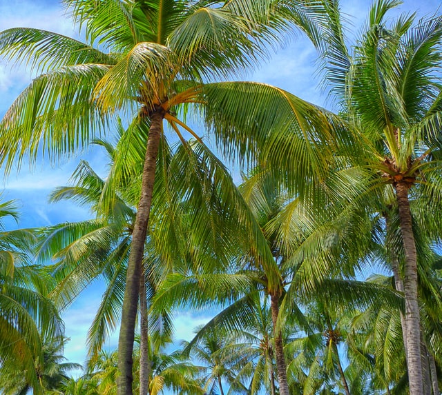 Close up of tall palm trees with huge leaves against a blue sky