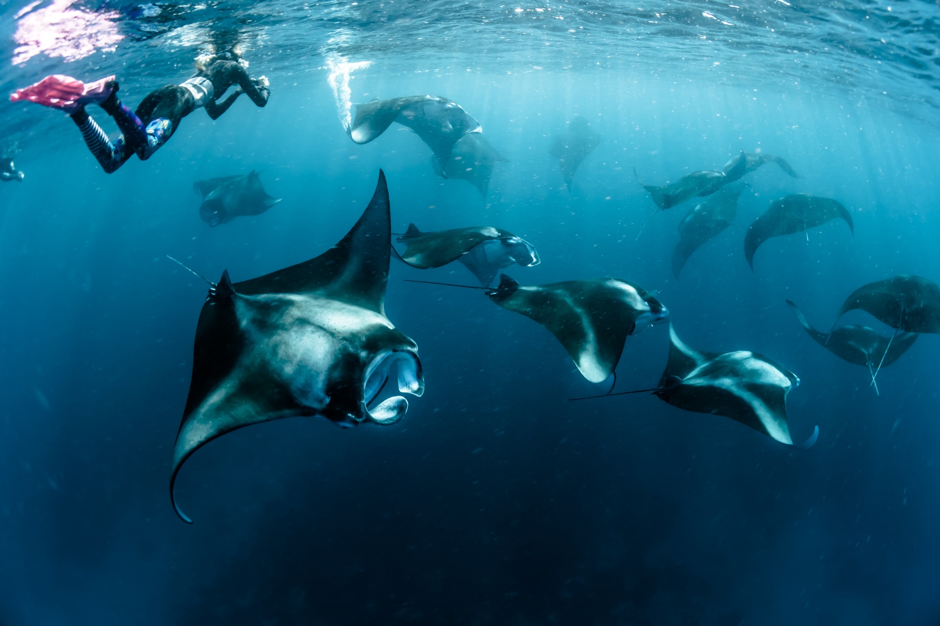 Person snorkeling with a school of manta rays in deep water