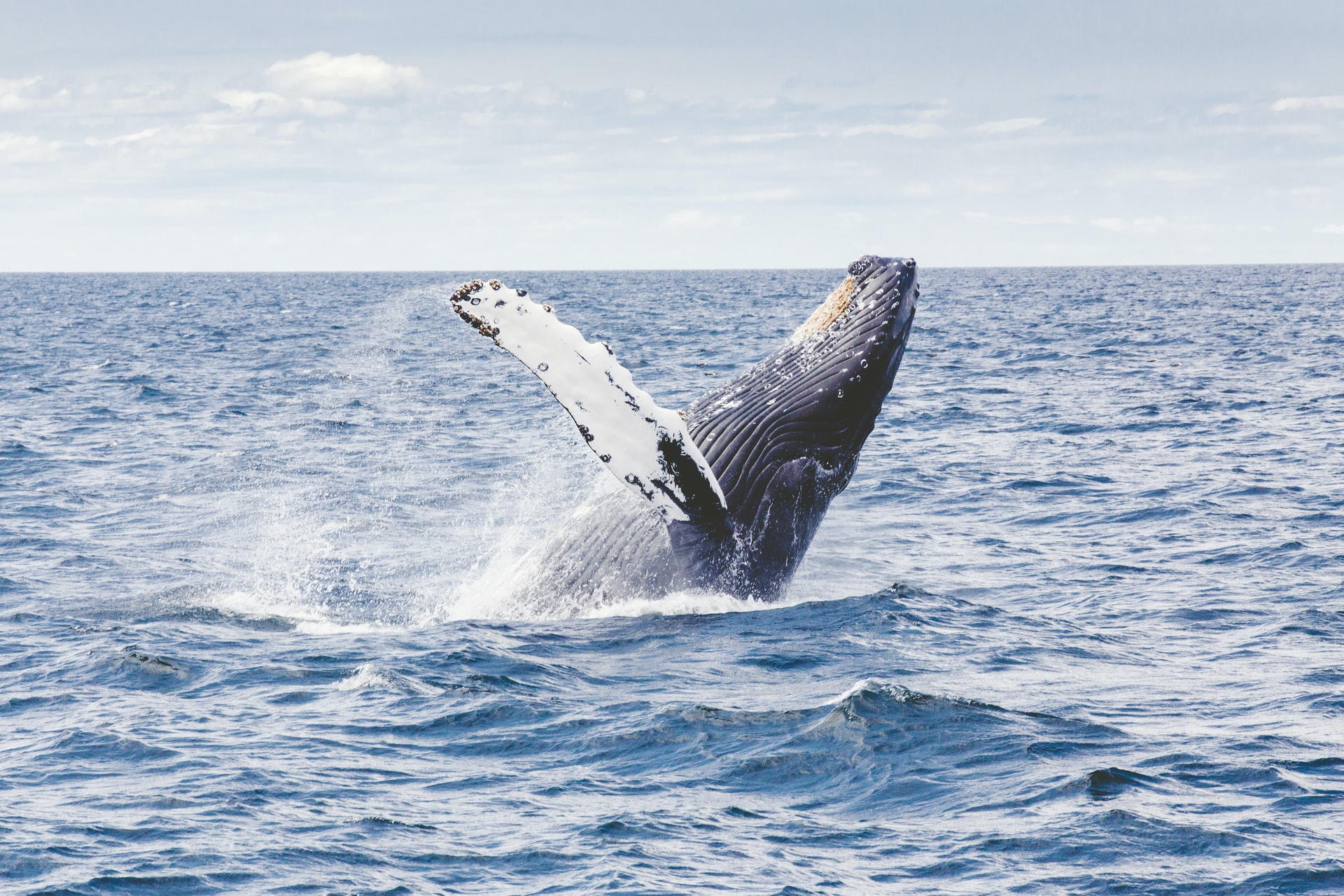Humpback whale coming out of the sea