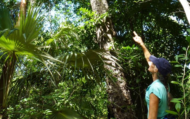 Women pointing up at tree in leafy green rainforest - Mastic Trail, Cayman Islands