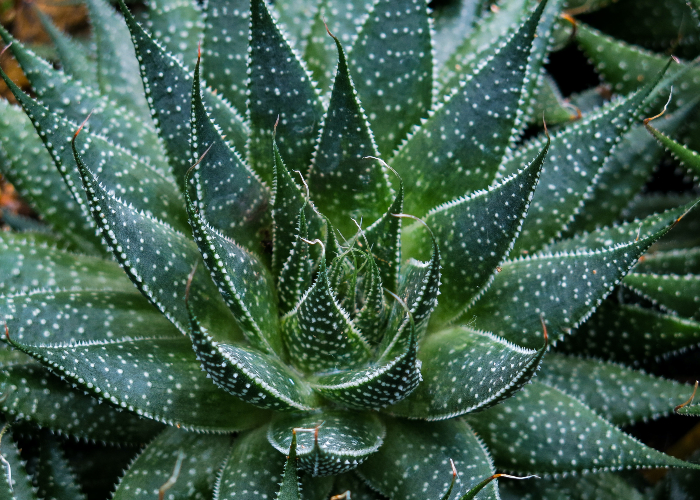 Dark green aloe vera plant
