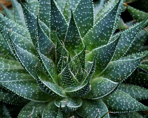 Dark green aloe vera plant