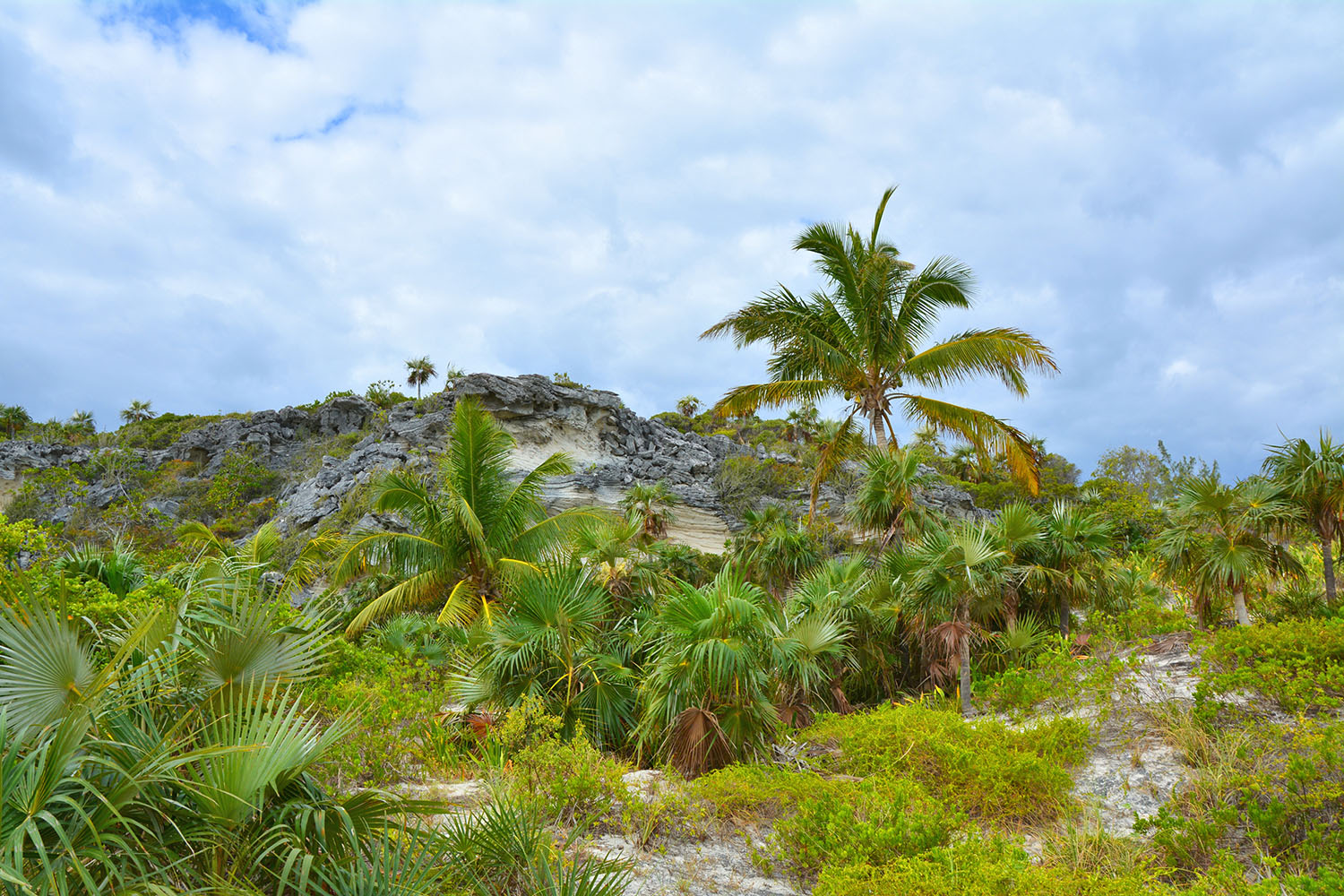 Wild nature near a cliff on Eleuthera