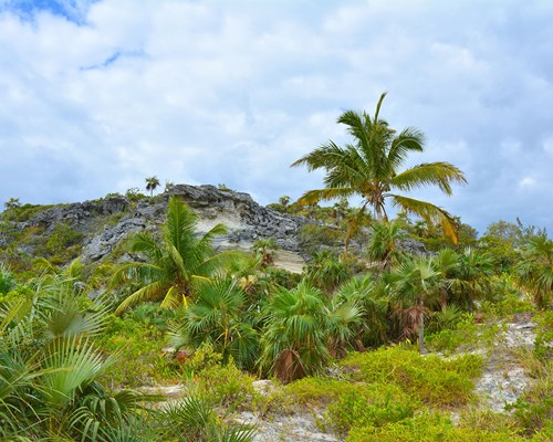 Wild nature near a cliff on Eleuthera