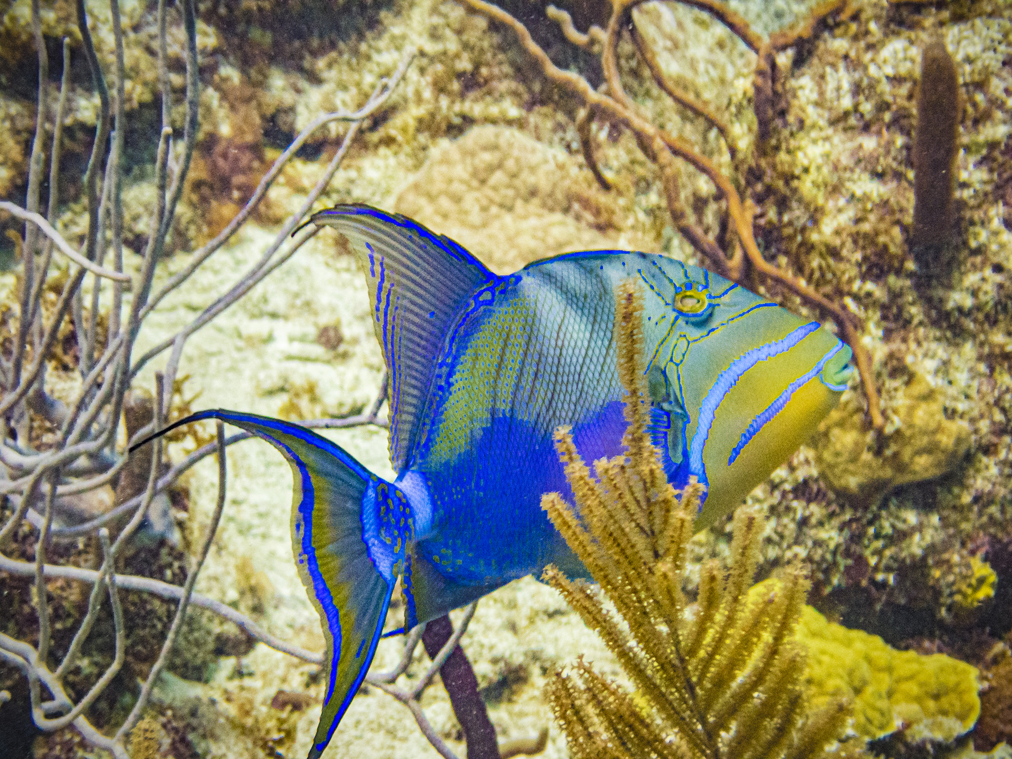 Close up of a bright blue fish swimming past coral
