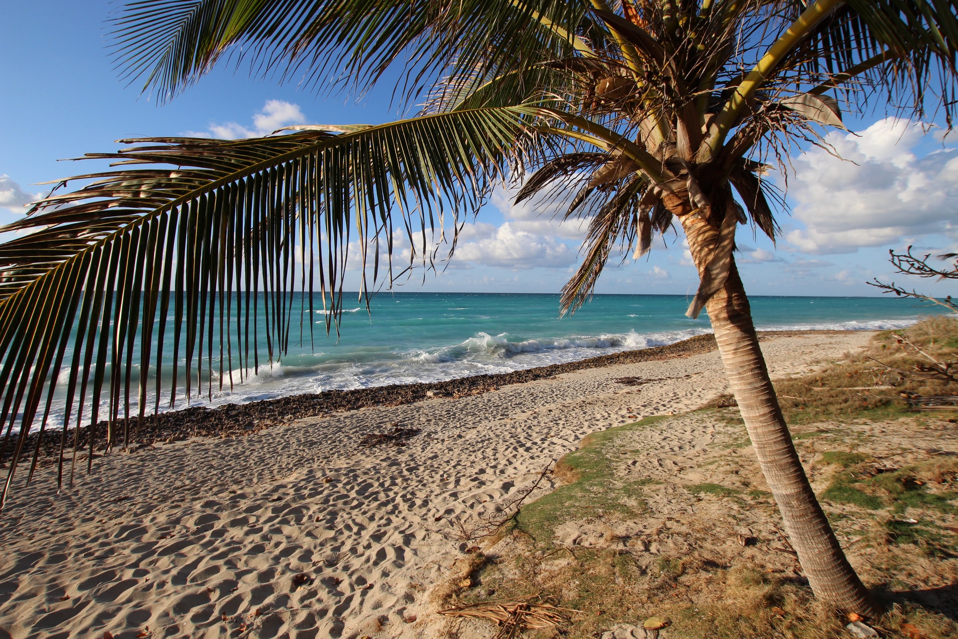 Palm tree on a untouched golden sand tropical beach
