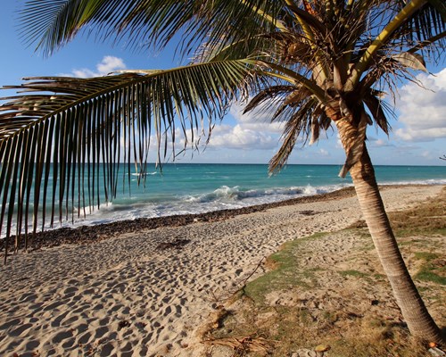 Palm tree on a untouched golden sand tropical beach